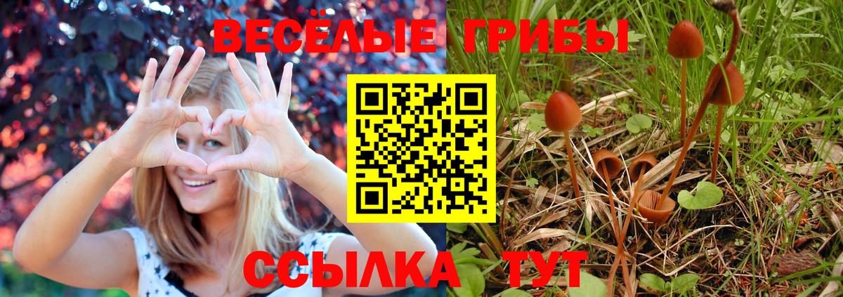 Псилоцибиновые грибы мицелий Ковров